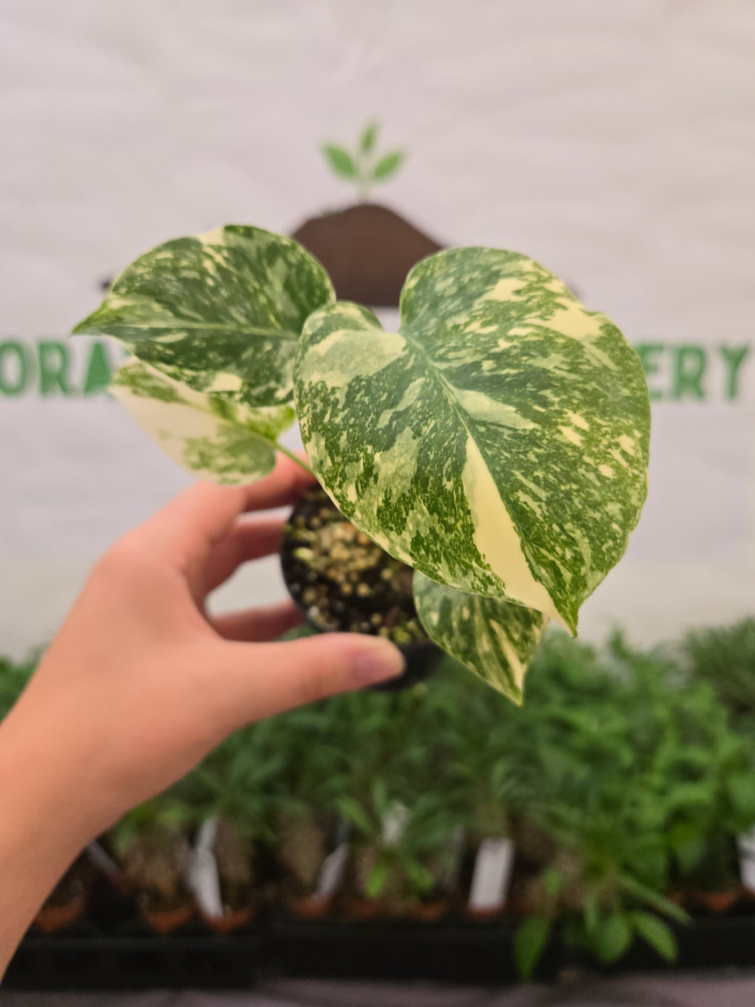 Monstera Cream Cheese (3in)- 868