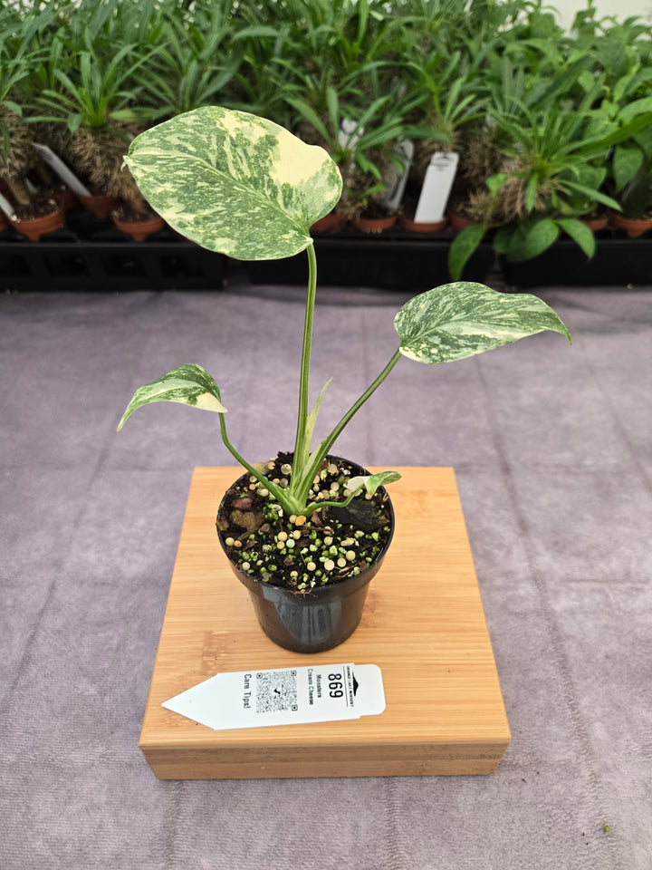 Monstera Cream Cheese (3in)- 869