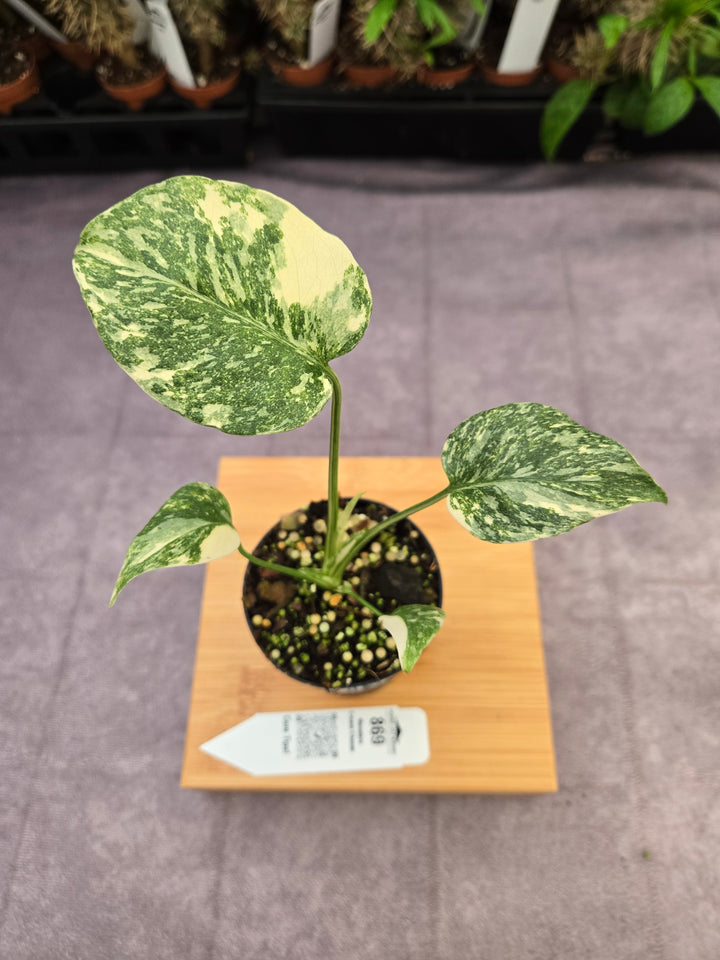 Monstera Cream Cheese (3in)- 869