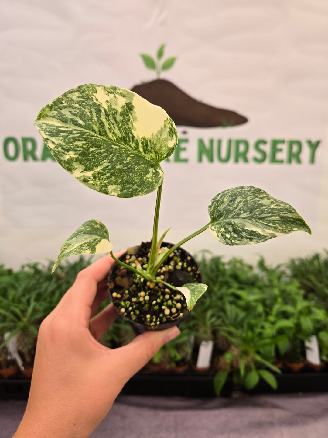 Monstera Cream Cheese (3in)- 869