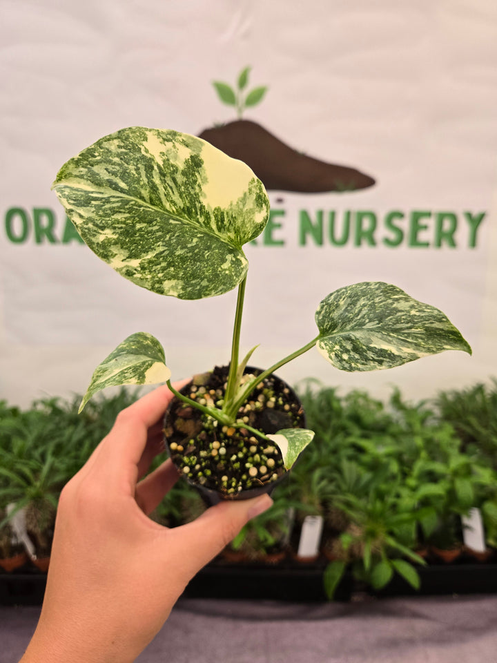Monstera Cream Cheese (3in)- 869