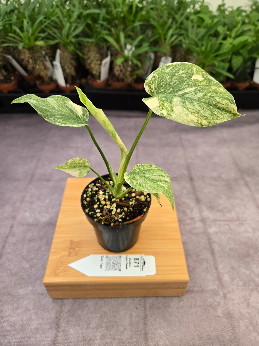 Monstera Cream Cheese (3in)- 871