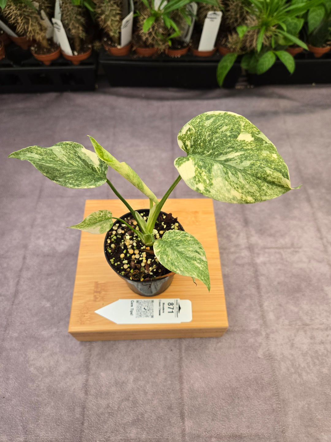 Monstera Cream Cheese (3in)- 871