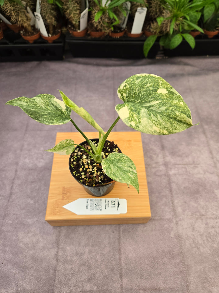 Monstera Cream Cheese (3in)- 871