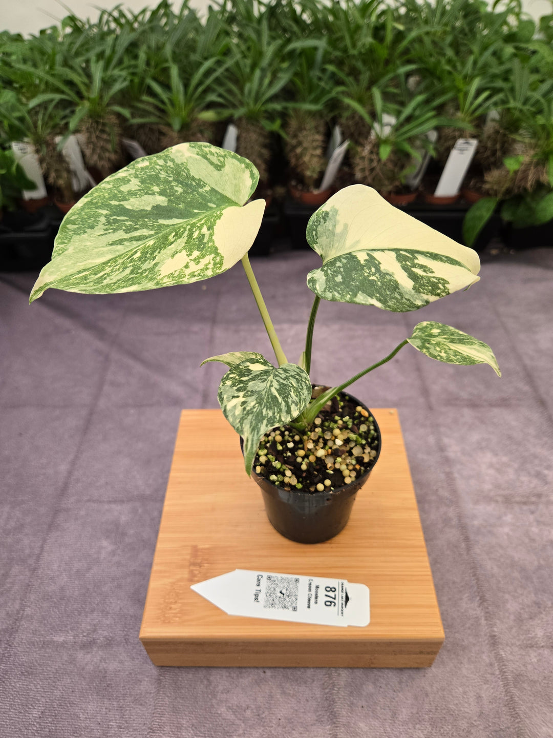 Monstera Cream Cheese (3in)- 876