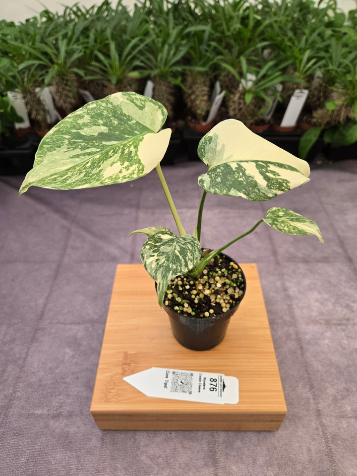 Monstera Cream Cheese (3in)- 876