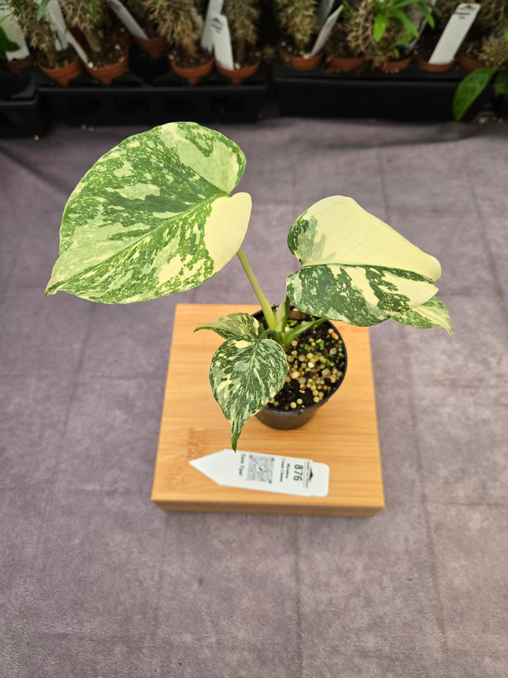 Monstera Cream Cheese (3in)- 876