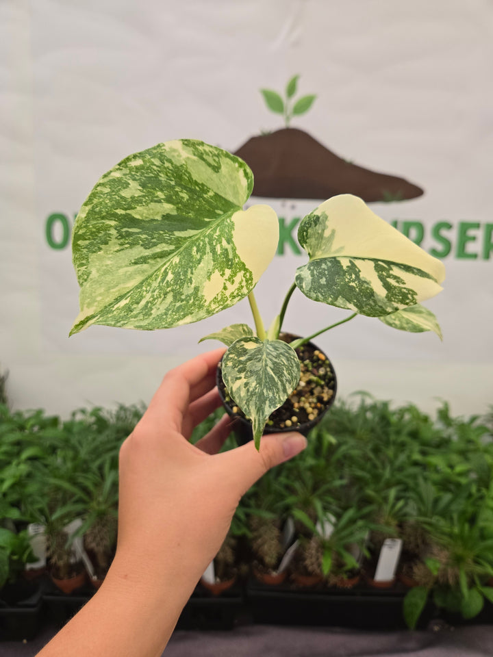 Monstera Cream Cheese (3in)- 876