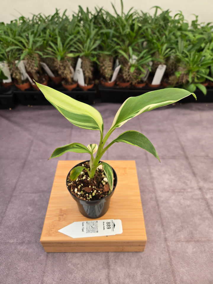 Musa NoNo (3in)-889