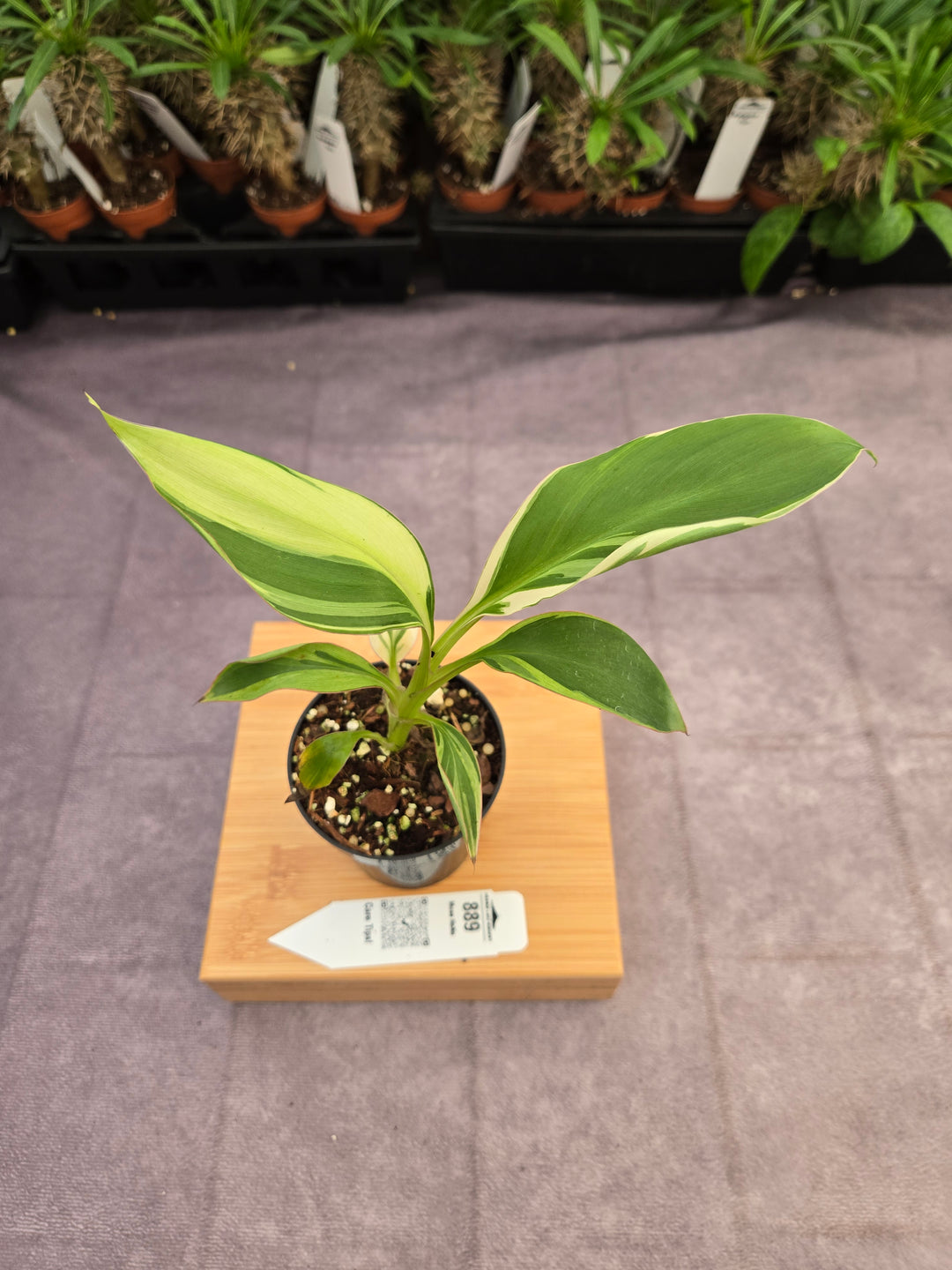 Musa NoNo (3in)-889
