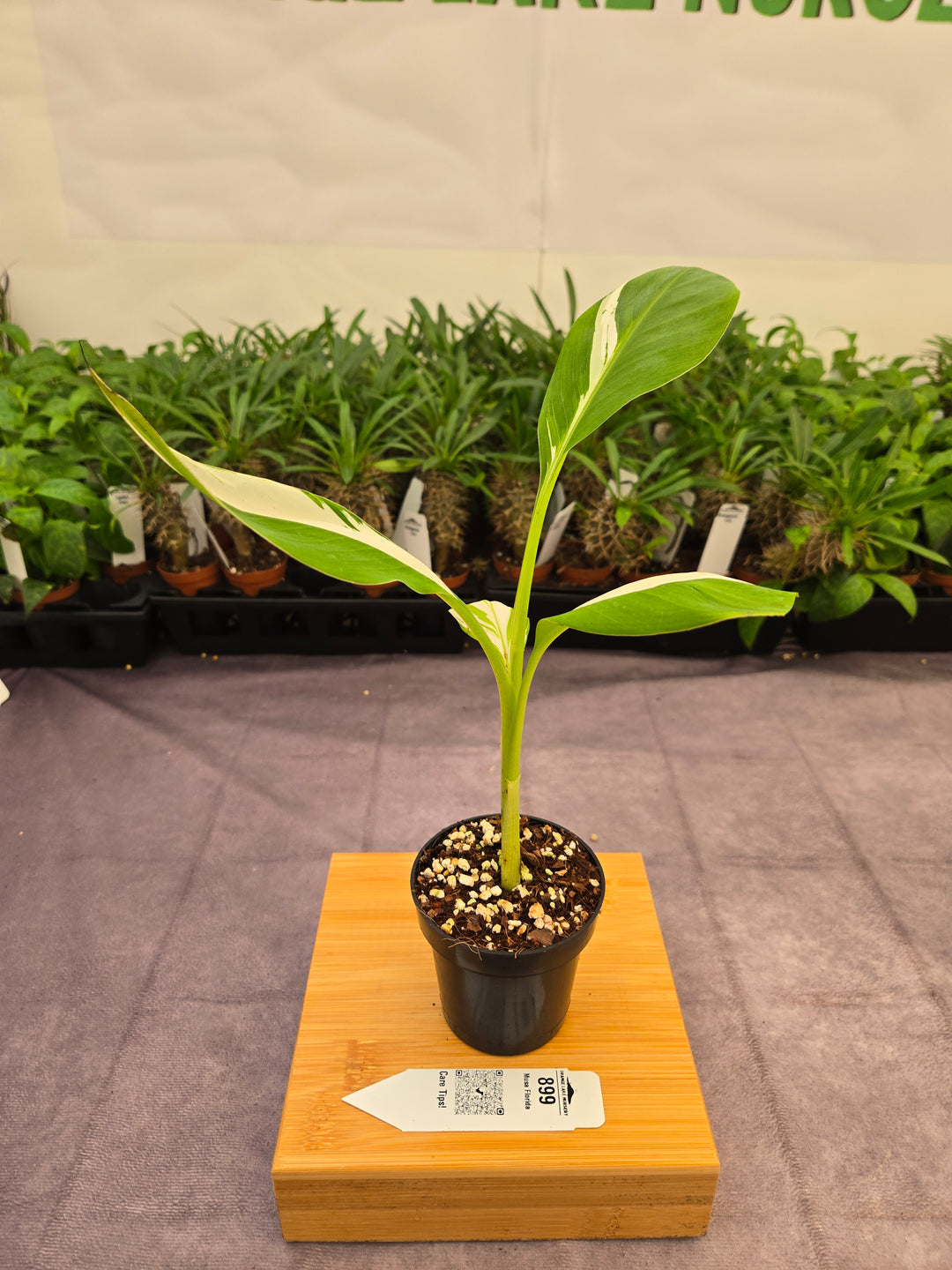 Musa Florida  (3in)-899