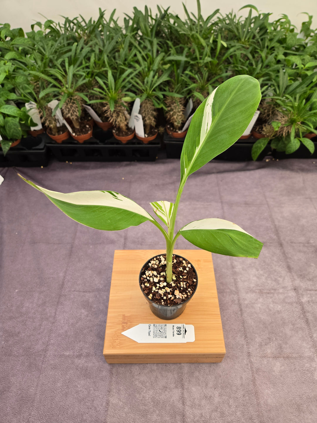 Musa Florida  (3in)-899