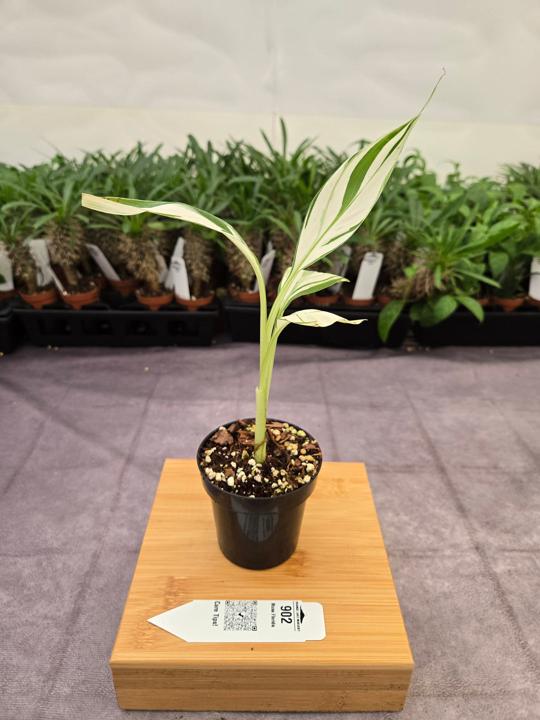Musa Florida  (3in)-902