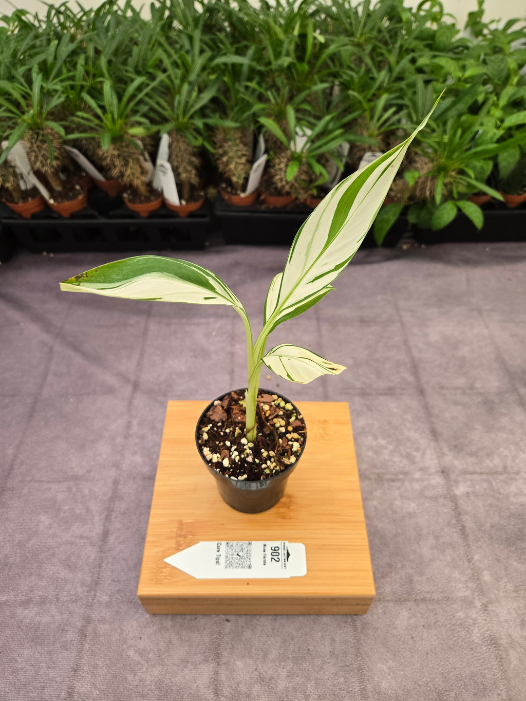 Musa Florida  (3in)-902