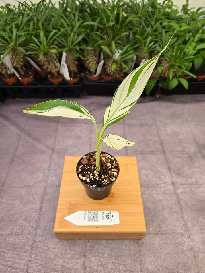 Musa Florida  (3in)-902