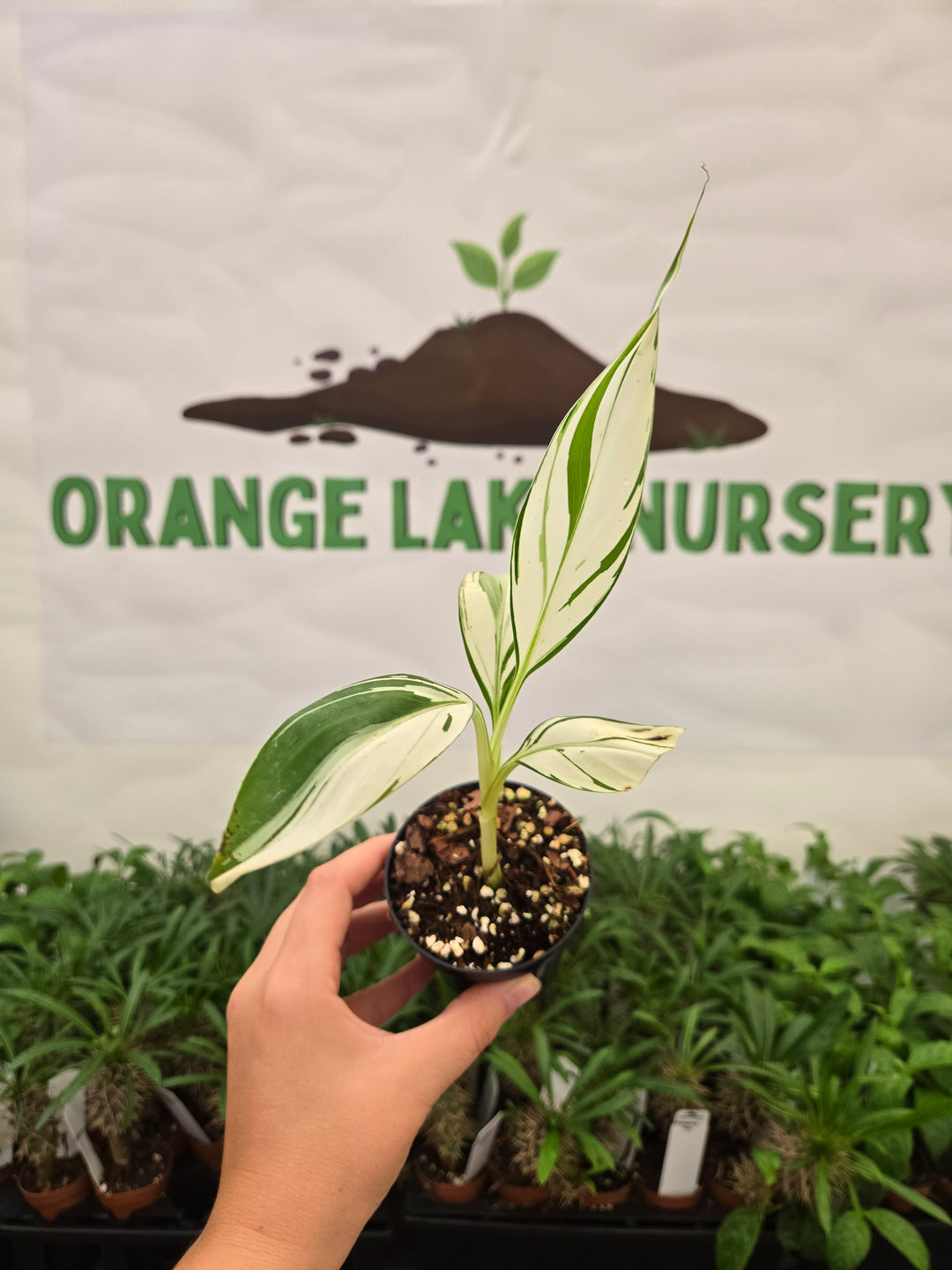 Musa Florida  (3in)-902