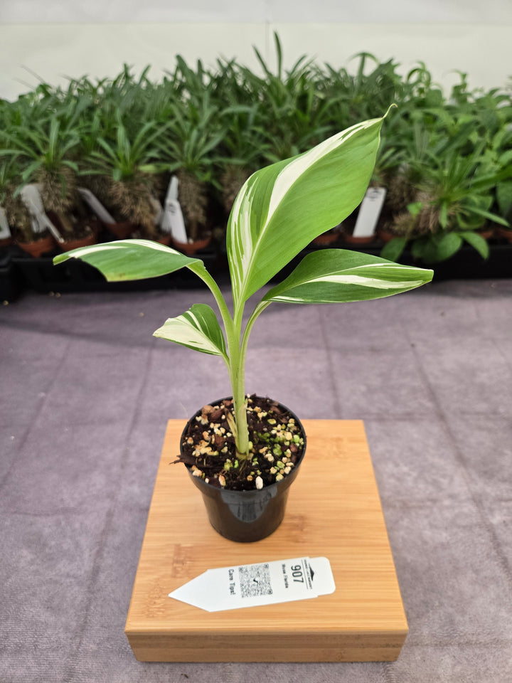 Musa Florida  (3in)-907
