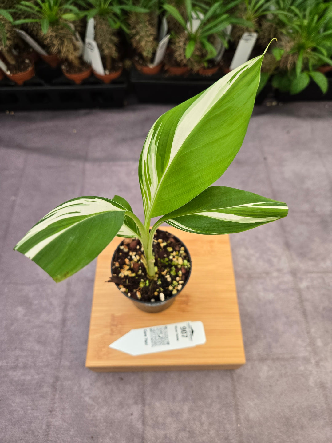 Musa Florida  (3in)-907