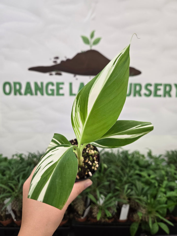 Musa Florida  (3in)-907
