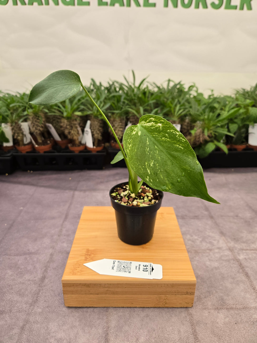 Monstera Devil  (3in)-910
