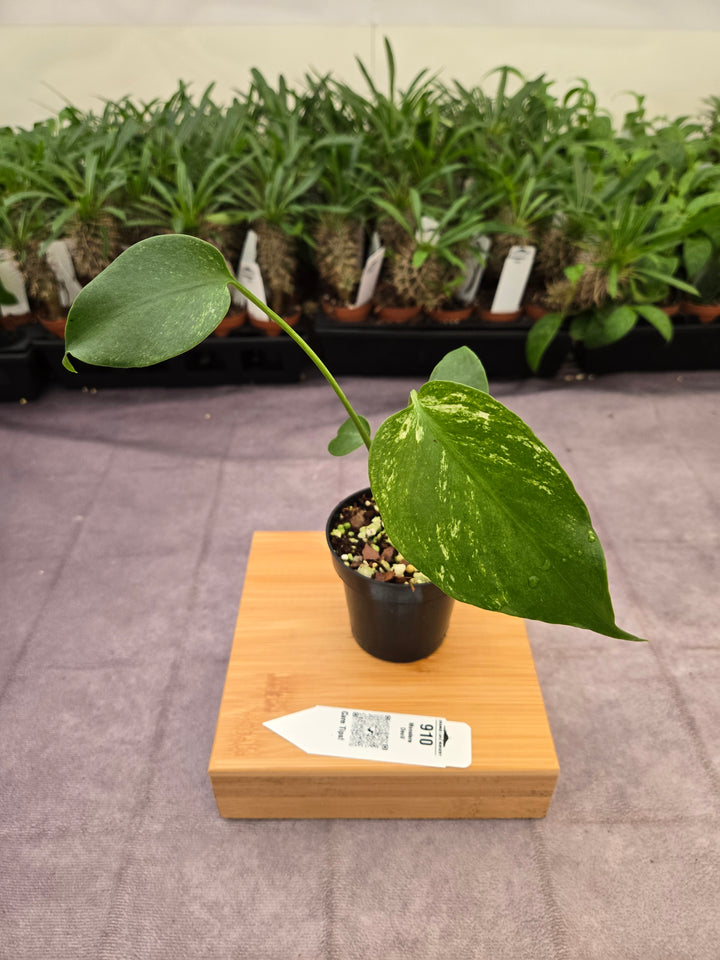 Monstera Devil  (3in)-910