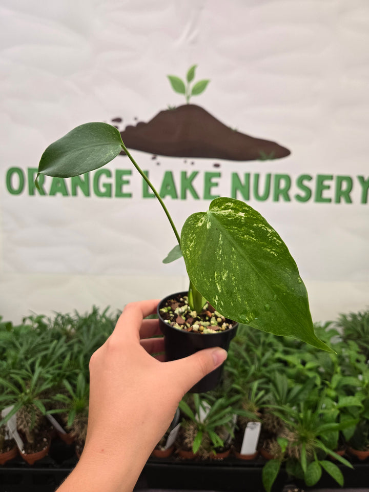 Monstera Devil  (3in)-910