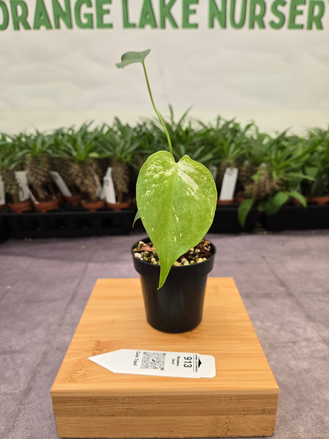 Monstera Devil  (3in)-913