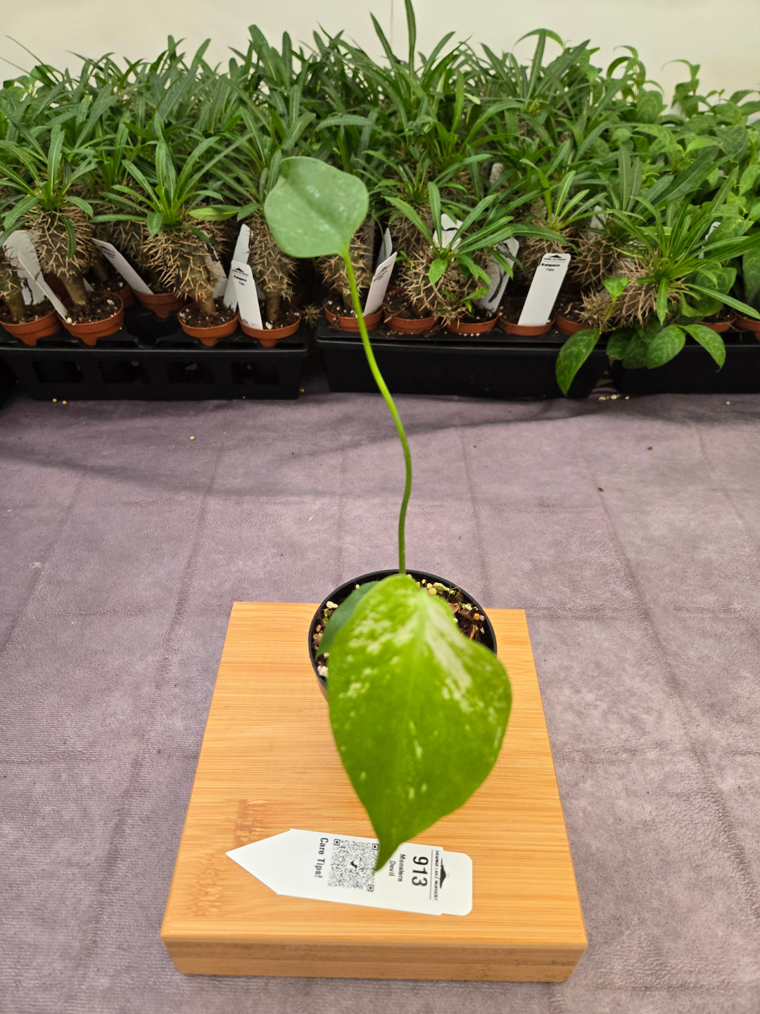 Monstera Devil  (3in)-913