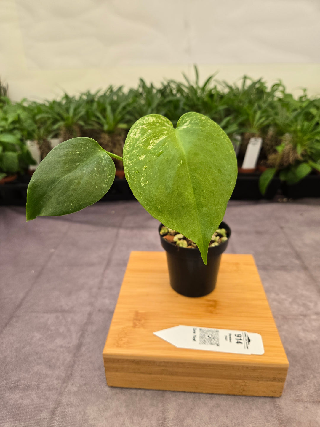 Monstera Devil  (3in)-914