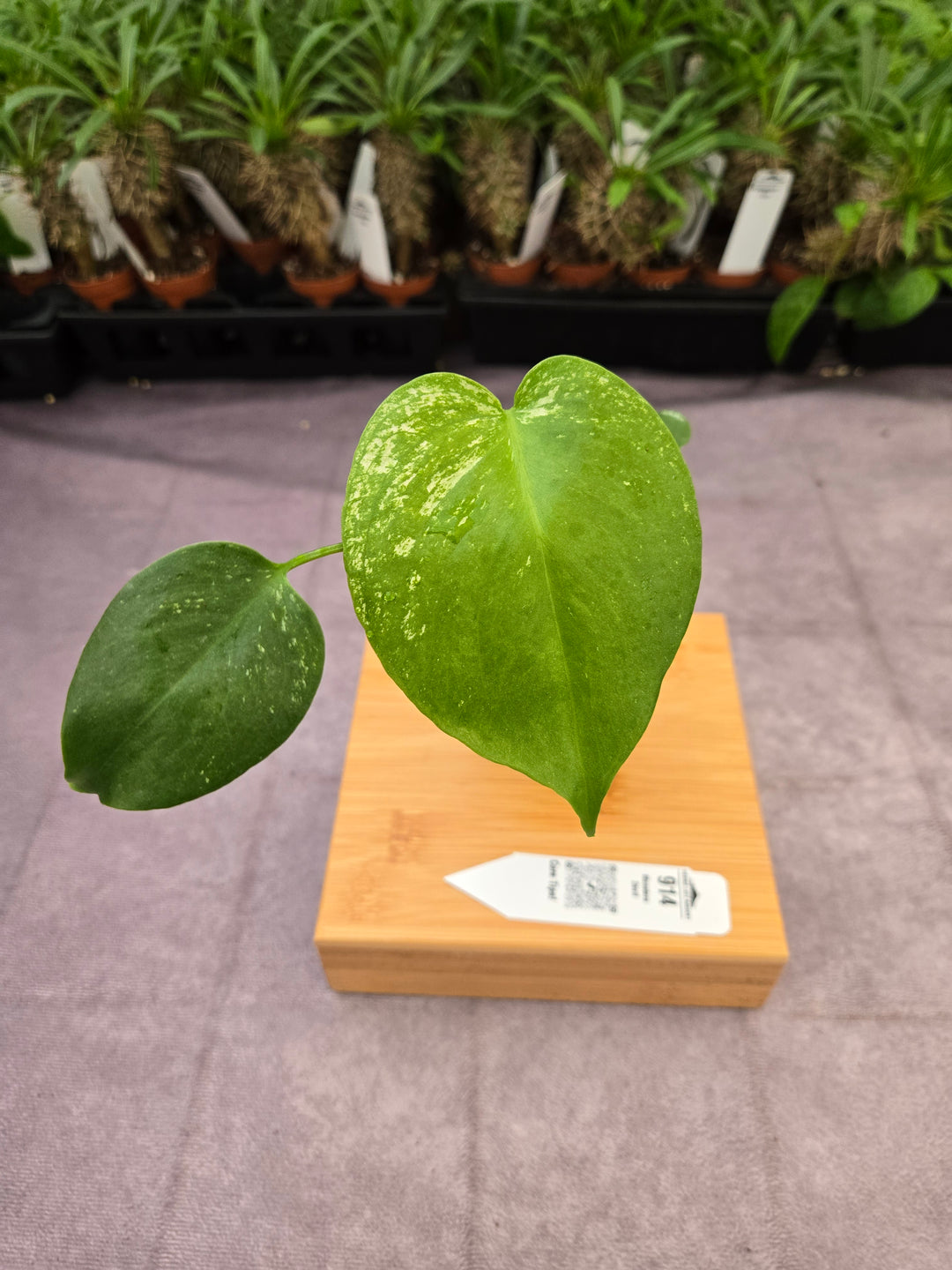 Monstera Devil  (3in)-914