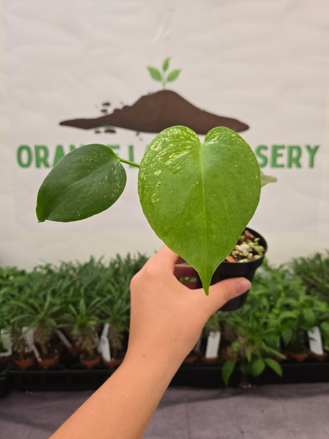 Monstera Devil  (3in)-914