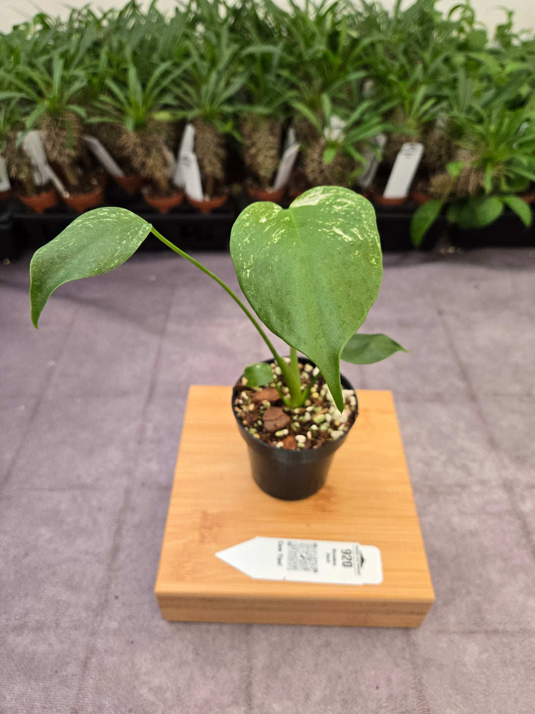 Monstera Devil  (3in)-920