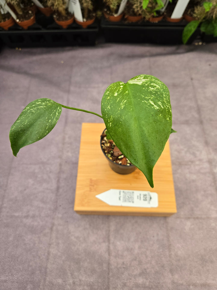 Monstera Devil  (3in)-920
