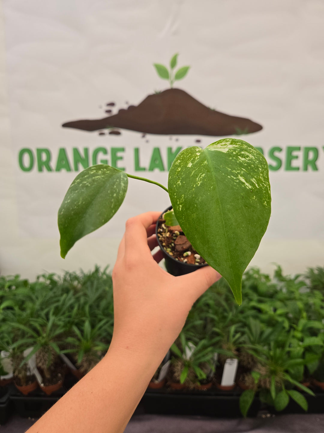 Monstera Devil  (3in)-920