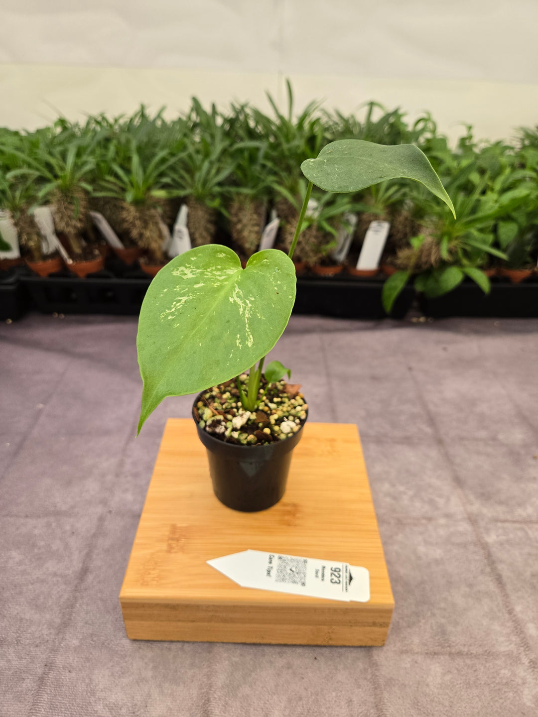 Monstera Devil  (3in)-923