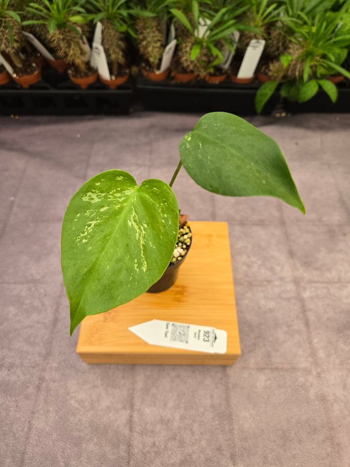 Monstera Devil  (3in)-923