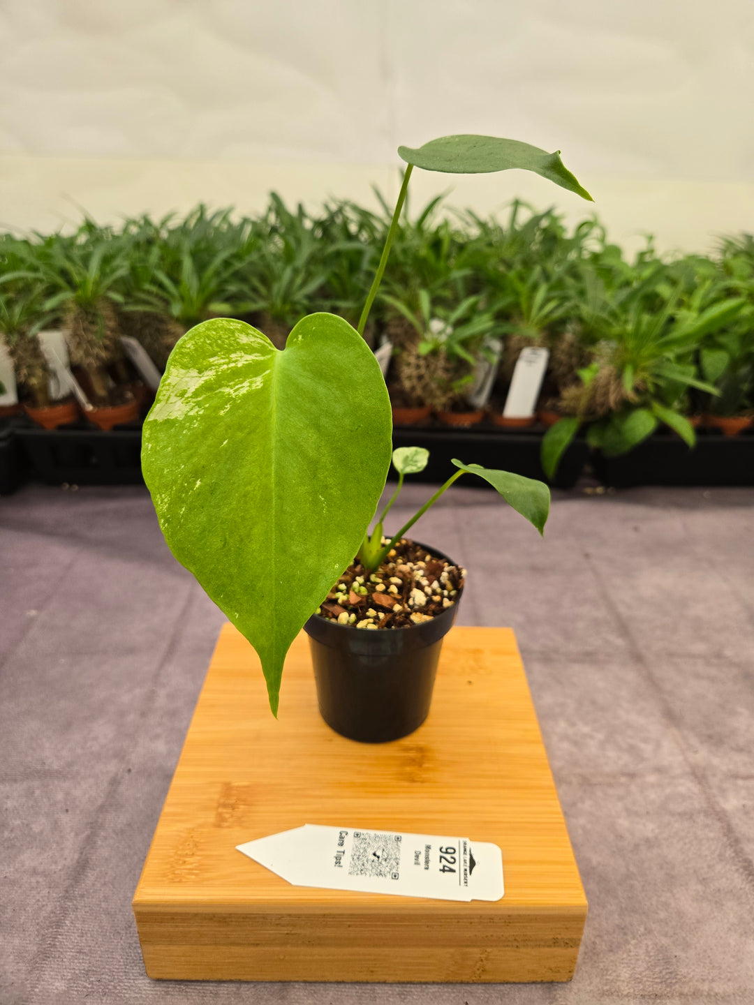 Monstera Devil  (3in)-924