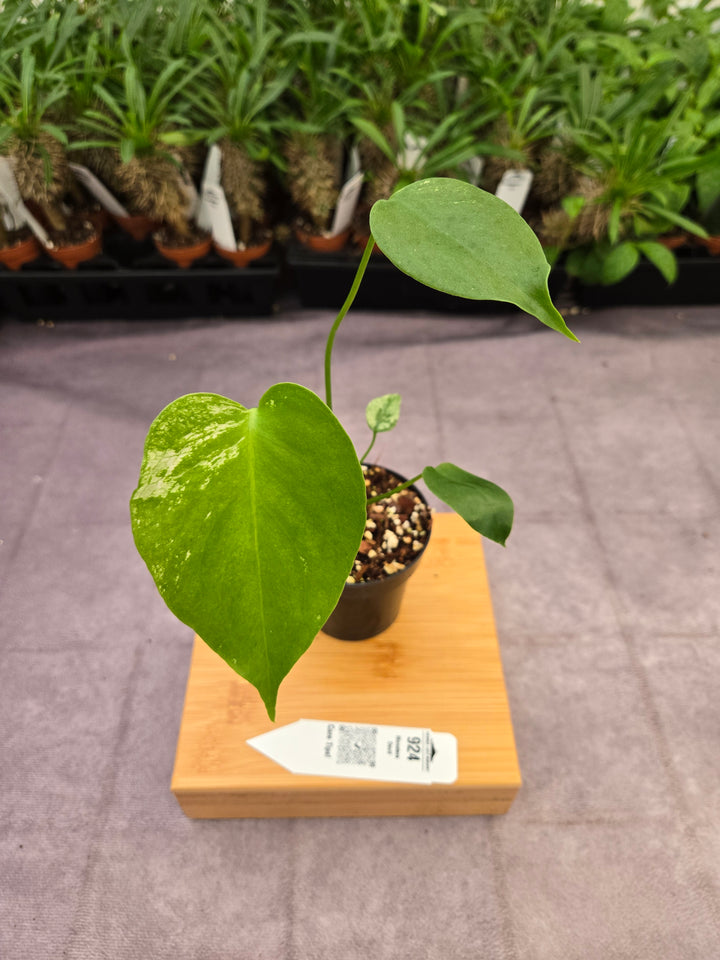 Monstera Devil  (3in)-924