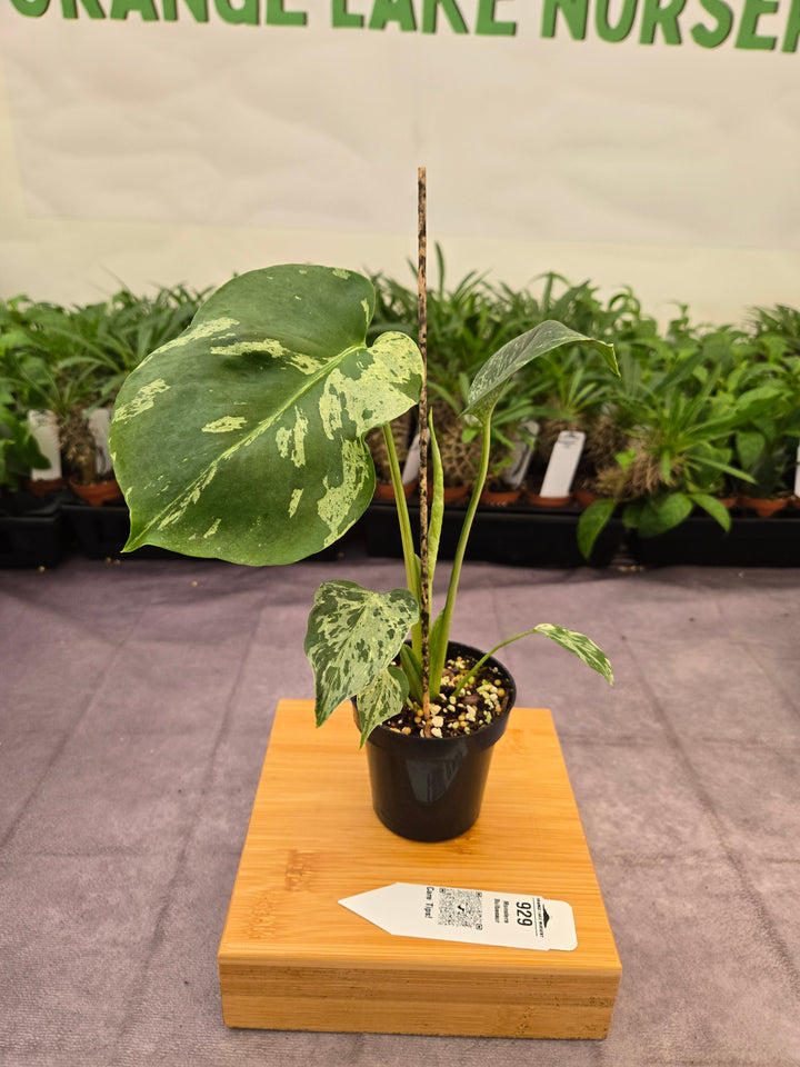Monstera Bulbasaur (3in)-929