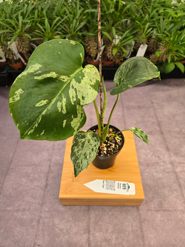 Monstera Bulbasaur (3in)-929