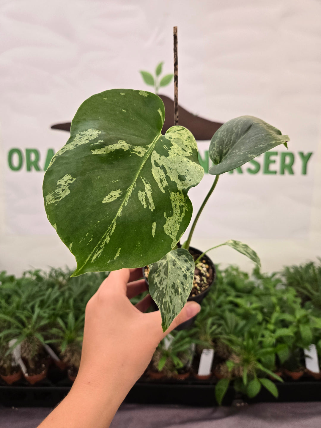 Monstera Bulbasaur (3in)-929