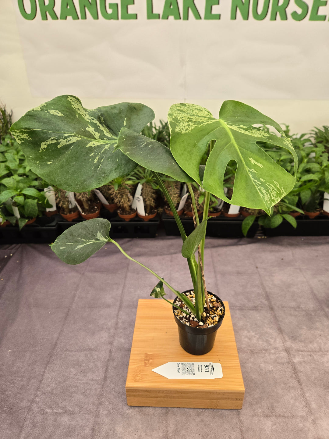 Monstera Bulbasaur (3in)-931