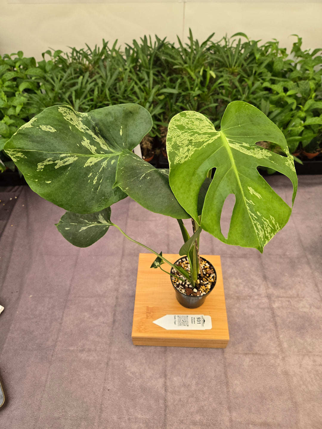 Monstera Bulbasaur (3in)-931