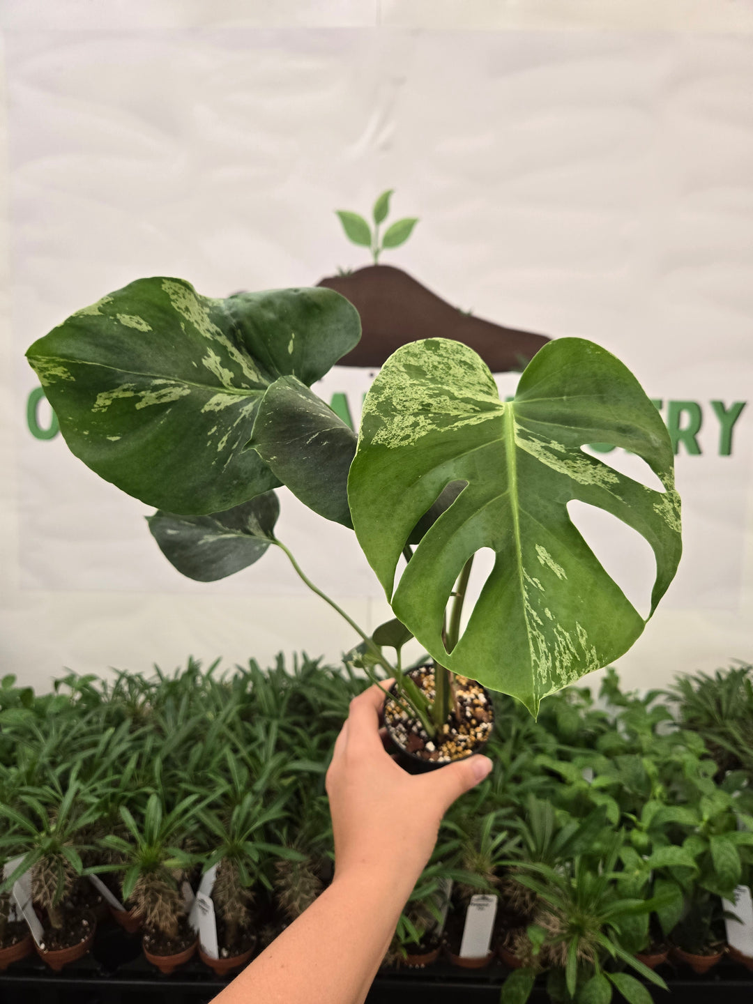 Monstera Bulbasaur (3in)-931