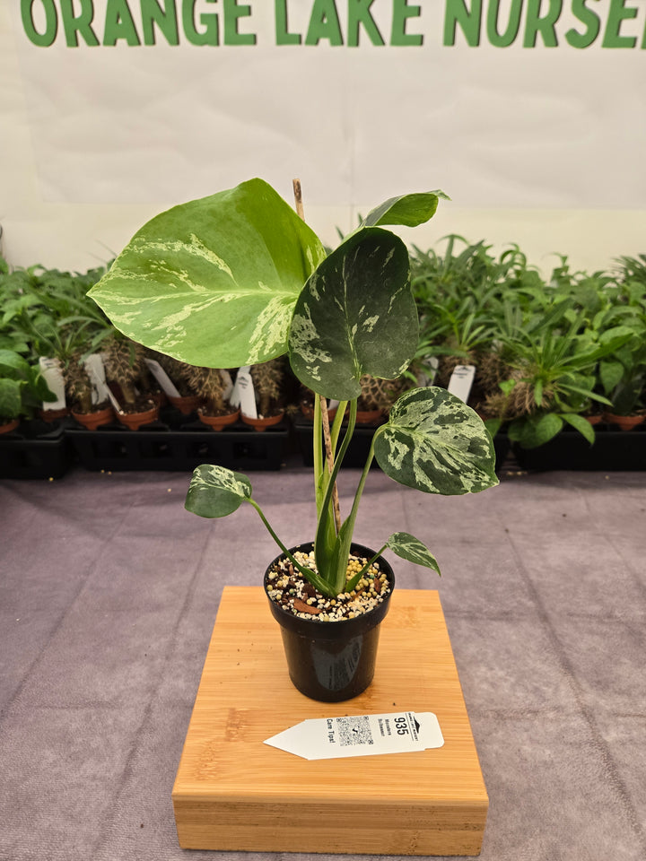 Monstera Bulbasaur (3in)-935