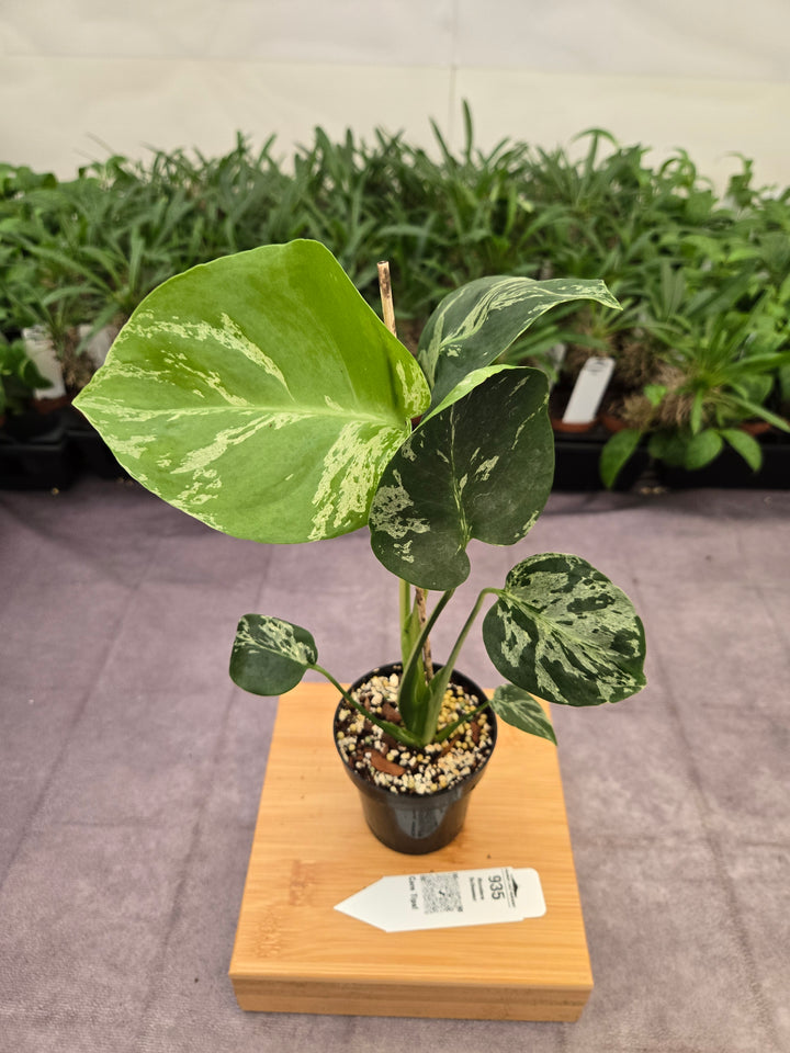 Monstera Bulbasaur (3in)-935