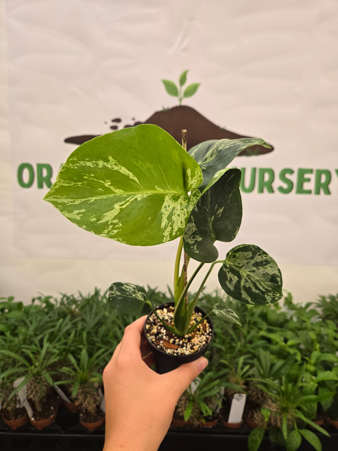 Monstera Bulbasaur (3in)-935