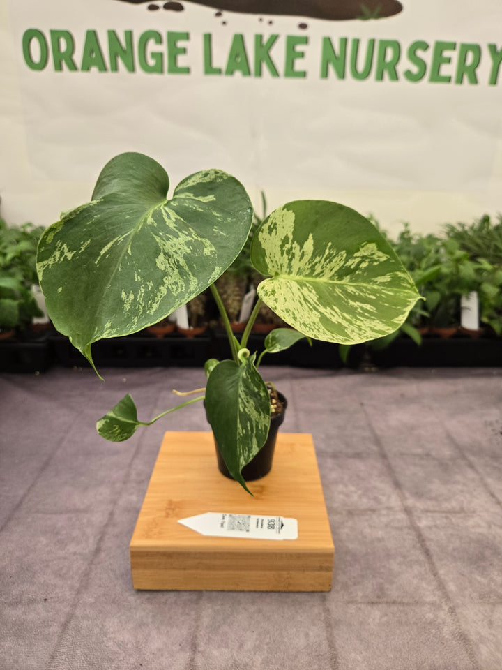 Monstera Bulbasaur (3in)-938