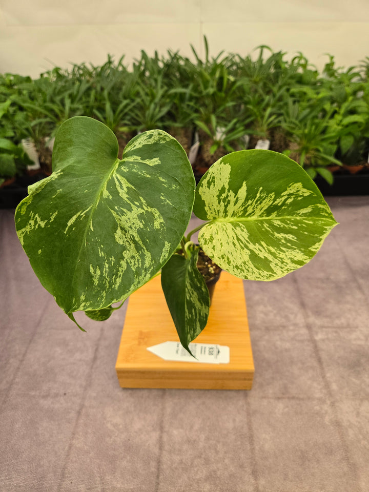 Monstera Bulbasaur (3in)-938