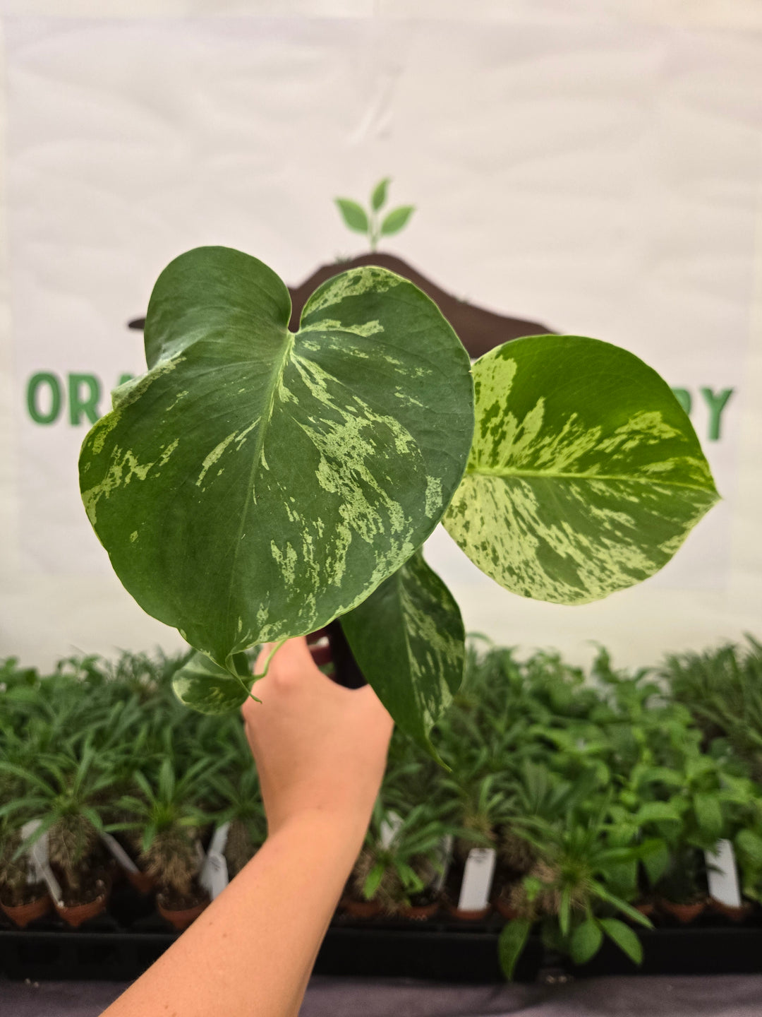 Monstera Bulbasaur (3in)-938